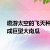 遨游太空的飞天种子长成巨型大南瓜