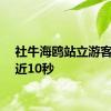 社牛海鸥站立游客头顶近10秒