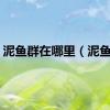 泥鱼群在哪里（泥鱼群）