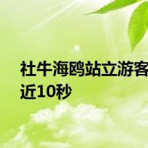 社牛海鸥站立游客头顶近10秒