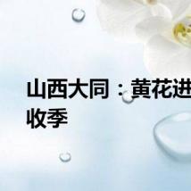 山西大同：黄花进入丰收季