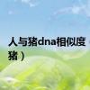 人与猪dna相似度（人与猪）