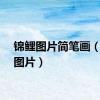 锦鲤图片简笔画（锦鲤图片）