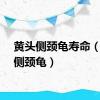 黄头侧颈龟寿命（黄头侧颈龟）