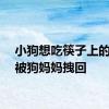 小狗想吃筷子上的火腿被狗妈妈拽回