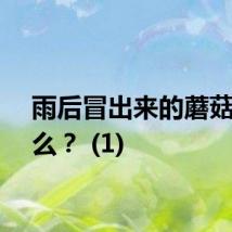 雨后冒出来的蘑菇能吃么？ (1)