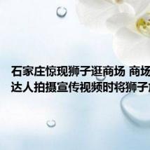 石家庄惊现狮子逛商场 商场:邀请达人拍摄宣传视频时将狮子放出