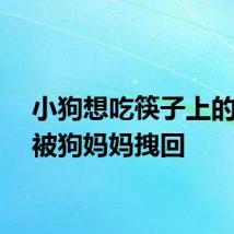 小狗想吃筷子上的火腿被狗妈妈拽回