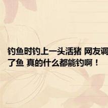 钓鱼时钓上一头活猪 网友调侃:除了鱼 真的什么都能钓啊!