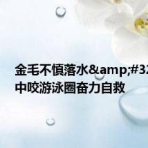 金毛不慎落水 急流中咬游泳圈奋力自救