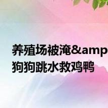 养殖场被淹&#32;狗狗跳水救鸡鸭