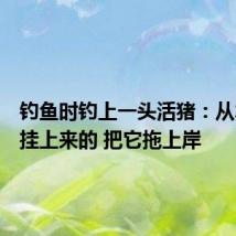 钓鱼时钓上一头活猪:从水里面挂上来的 把它拖上岸