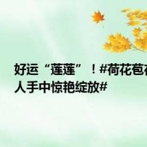 好运“莲莲”！#荷花苞在卖花人手中惊艳绽放#