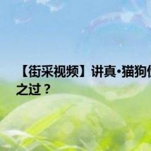 【街采视频】讲真·猫狗伤人谁之过?