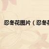 忍冬花图片（忍冬花）