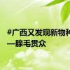 #广西又发现新物种# ——腺毛贯众