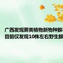 广西发现蕨类植物新物种腺毛贯众 目前仅发现10株左右野生腺毛贯众