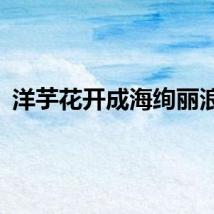 洋芋花开成海绚丽浪漫