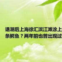 退潮后上海徐汇滨江滩涂上趴着一条鳄鱼?两年前也曾出现过