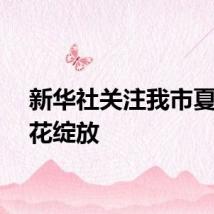 新华社关注我市夏日荷花绽放