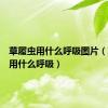 草履虫用什么呼吸图片（草履虫用什么呼吸）