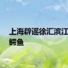 上海辟谣徐汇滨江再现鳄鱼