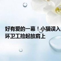 好有爱的一幕!小猫误入马路被环卫工捡起放肩上