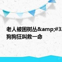 老人被困树丛 路过狗狗狂叫救一命