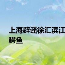 上海辟谣徐汇滨江再现鳄鱼