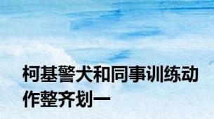 柯基警犬和同事训练动作整齐划一