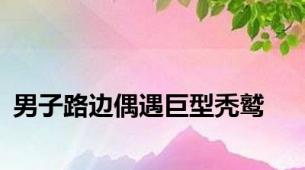 男子路边偶遇巨型秃鹫