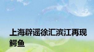 上海辟谣徐汇滨江再现鳄鱼