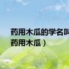 药用木瓜的学名叫啥（药用木瓜）