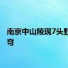 南京中山陵现7头野猪遛弯