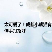 太可爱了！成都小熊猫有模有样伸手打招呼