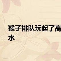 猴子排队玩起了高空跳水
