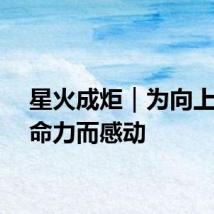 星火成炬｜为向上的生命力而感动