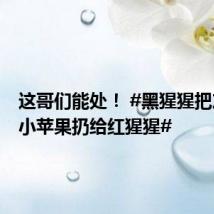 这哥们能处! #黑猩猩把友谊的小苹果扔给红猩猩#