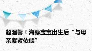 超温馨！海豚宝宝出生后“与母亲紧紧依偎”