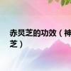 赤炅芝的功效（神庐赤芝）