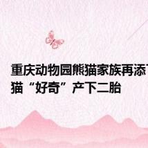 重庆动物园熊猫家族再添丁 大熊猫“好奇”产下二胎
