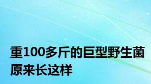 重100多斤的巨型野生菌原来长这样