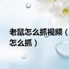 老鼠怎么抓视频（老鼠怎么抓）