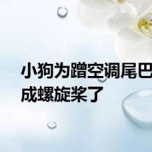 小狗为蹭空调尾巴要摇成螺旋桨了