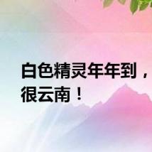白色精灵年年到，这就很云南！