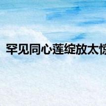 罕见同心莲绽放太惊艳