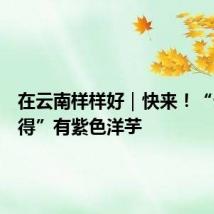 在云南样样好|快来!“云上舍得”有紫色洋芋