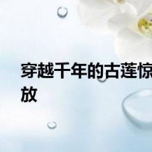 穿越千年的古莲惊艳绽放