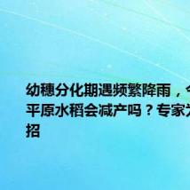 幼穗分化期遇频繁降雨，今年成都平原水稻会减产吗？专家为农户支招