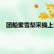 团船蜜雪梨采摘上市